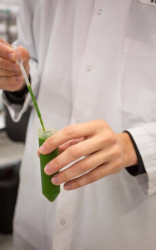 Scientist transferring Alfalfa extraction to a test tube